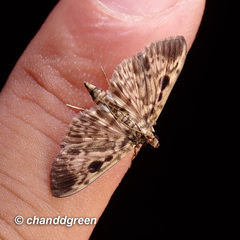 Rhimphaliodes macrostigma
