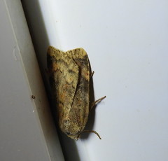 Cryptocala acadiensis