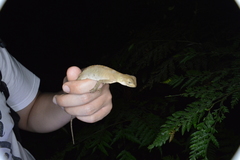 Enyalius