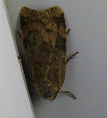 Cryptocala acadiensis