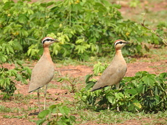 Cursorius coromandelicus