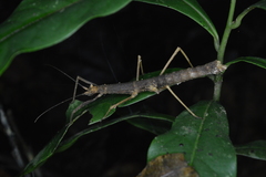 Pygirhynchus toledopizai