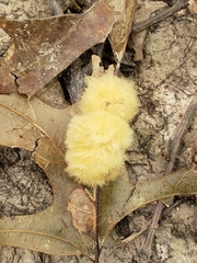 Callirhytis infuscata