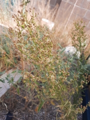 Baccharis salicina