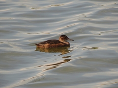 Heteronetta atricapilla