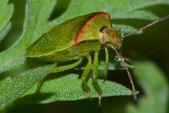 Thyanta calceata