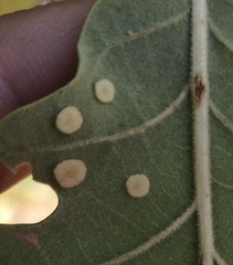 Neuroterus quercusbaccarum