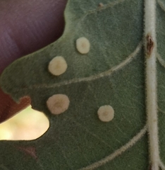 Neuroterus quercusbaccarum