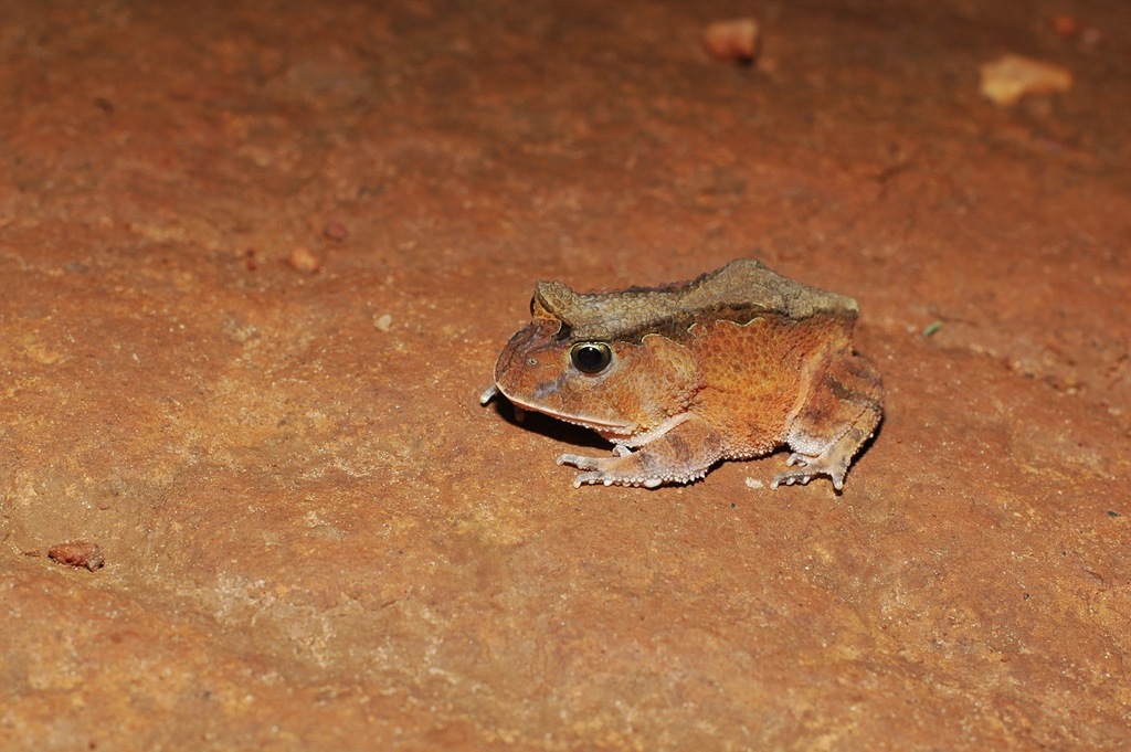 Goias Smooth Horned Frog