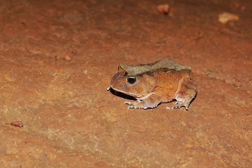 Goias Smooth Horned Frog