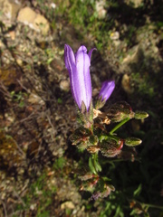 Campanula komarovii