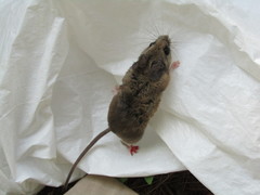 Peromyscus boylii