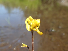 Utricularia macrorhiza image