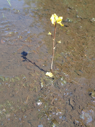 Utricularia macrorhiza image