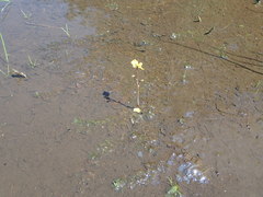 Utricularia macrorhiza image
