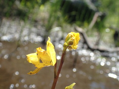 Utricularia macrorhiza image
