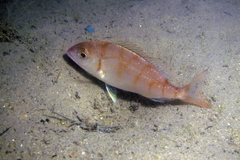 Pagellus erythrinus