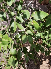 Ulmus pumila