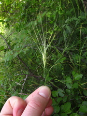 Aegilops biuncialis