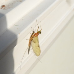 Stenacron interpunctatum interpunctatum