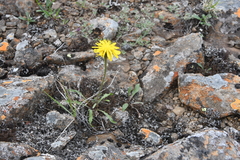Crepis chrysantha