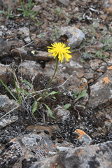 Crepis chrysantha