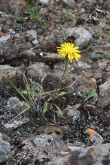 Crepis chrysantha