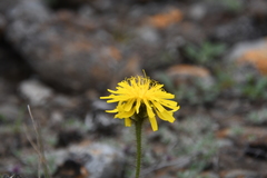 Crepis chrysantha