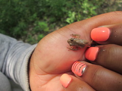 Pseudacris triseriata