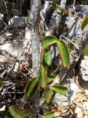 Malpighia woodburyana