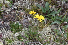 Crepis chrysantha
