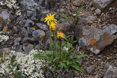 Crepis chrysantha