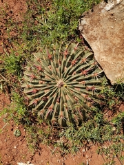 Ferocactus macrodiscus macrodiscus