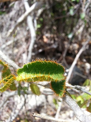 Malpighia woodburyana