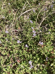 Trichostema nesophilum