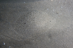 Scophthalmus rhombus