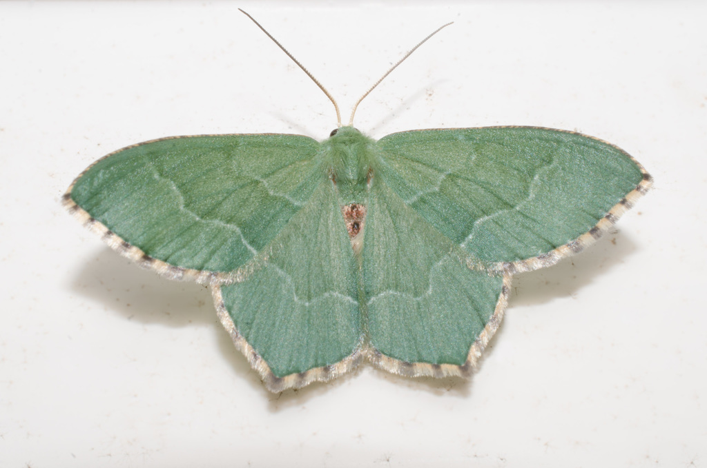 Hemitheini