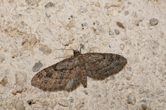 Eupithecia ericeata