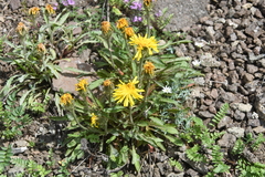 Crepis chrysantha
