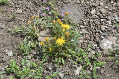 Crepis chrysantha