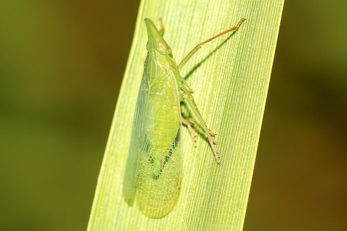 Dictyopharidae image