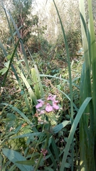 Stachys palustris