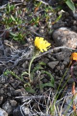 Crepis chrysantha