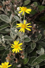 Brachyglottis × jubar