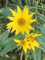 Asteraceae