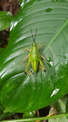 Sphenarium mexicanum