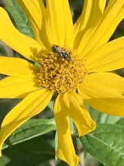 Anthophila