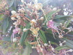 Capparis cynophallophora
