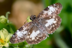 Chiomara georgina georgina