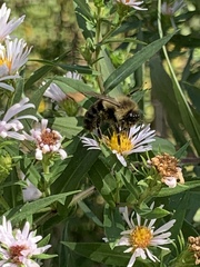 Bombus impatiens